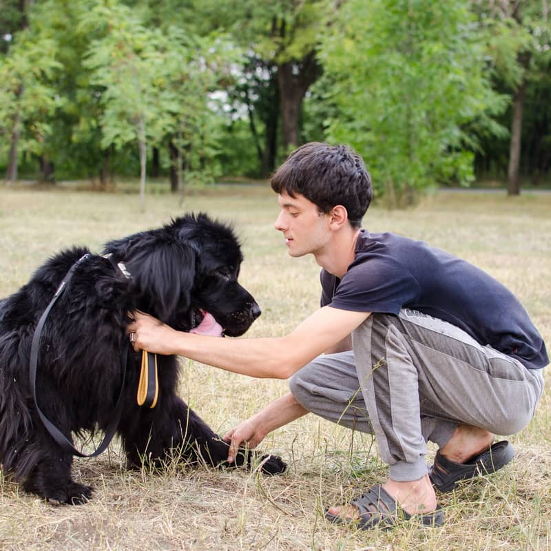 Поводок fordogtrainers для собаки ньюфаундленда